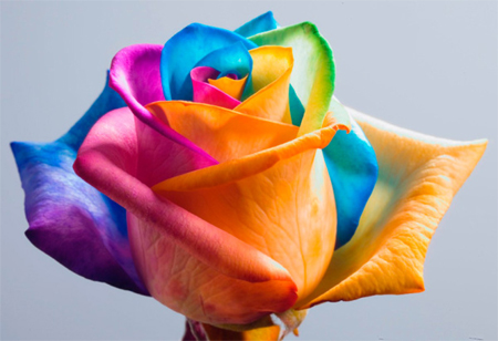 what is rainbow rose