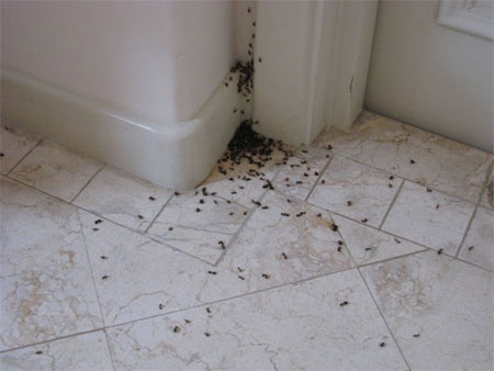 Dealing with household pests