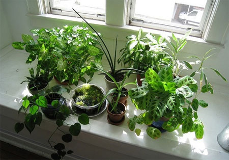 house plants that clean the air