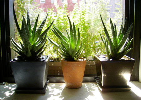 houseplants to clean air