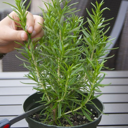 How to propogate rosemary 