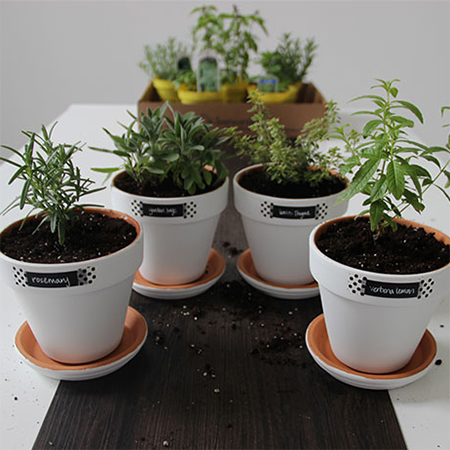 chalkboard paint pots filled with herbs