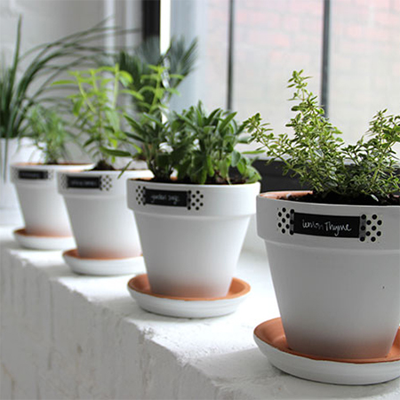 chalkboard paint plant pots filled with herbs