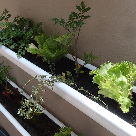 make build vegetable or herb gutter garden adding cherry tomatoes and lettuc