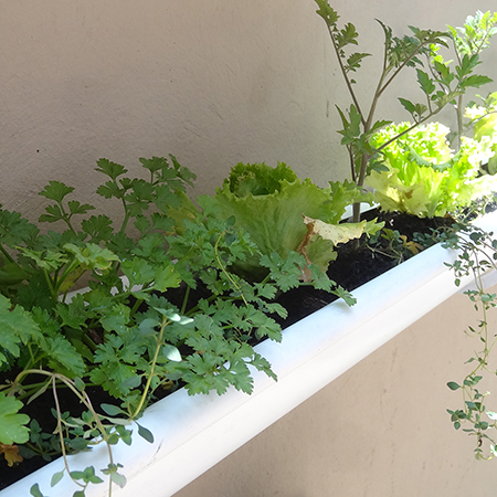 make build vegetable or herb gutter garden adding parsle and basil