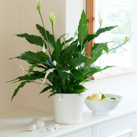 Spathiphyllum are evergreen plants with long leaves and white lily-like flowers