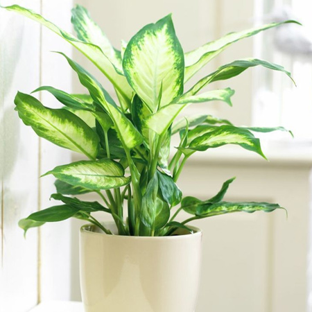 Dieffenbachia is a popular house plant that tolerates shade with some filtered light