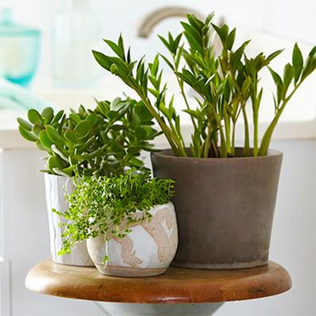 Use plants to freshen up a bathroom