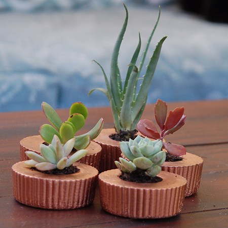 Concrete cupcake planters for colourful succulents