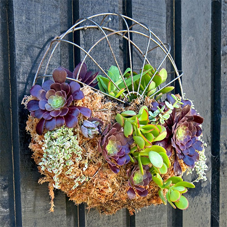 An old fan becomes a wall planter filled with a wonderfully colourful selection of succulents. Make your own fan planter for a garden or patio. 