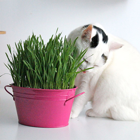 Cat grass - dactylis glomerata - keeps your cat entertained and happy