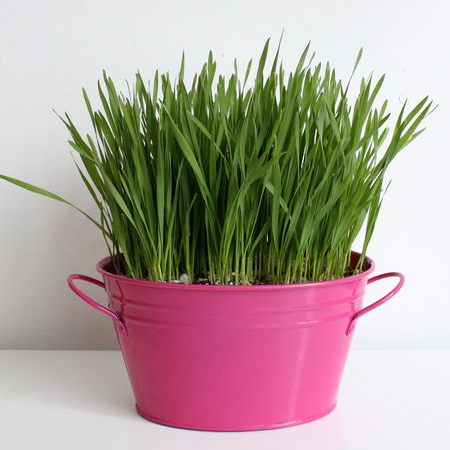 cat grass - share with your cats!