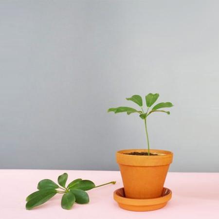 HOME-DZINE | Propogating Plants - If it's time to repot houseplants, this is an opportunity to take cuttings and grow more plants for the home.