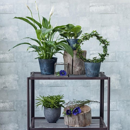 Most air purifying plants require regular watering, so be sure to keep them happy as they clean the air. Plant also benefit from being dusted off to remove traces of the toxic particles. Gently wipe with a soft, damp cloth or set the plant in the shower to rinse off the dust.