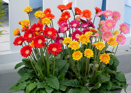 HOME-DZINE | Gerbera are one of the most colourful flowers in the world, and are easy to grow. Visit your local garden centre and plant a kaleidoscope of colour in flower beds.