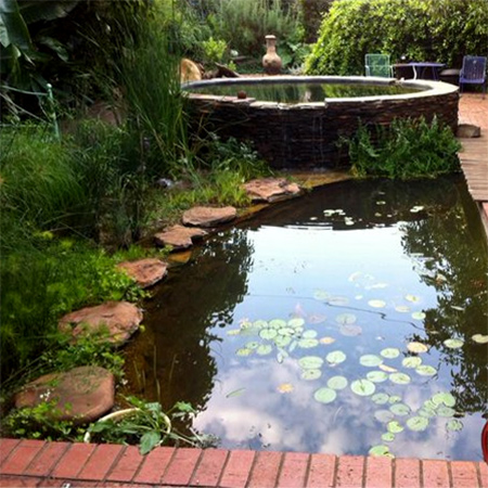 Unused for almost four years, Jane Griffiths decide to convert her swimming pool into a wetland pool that uses plants to filter and clean the water.