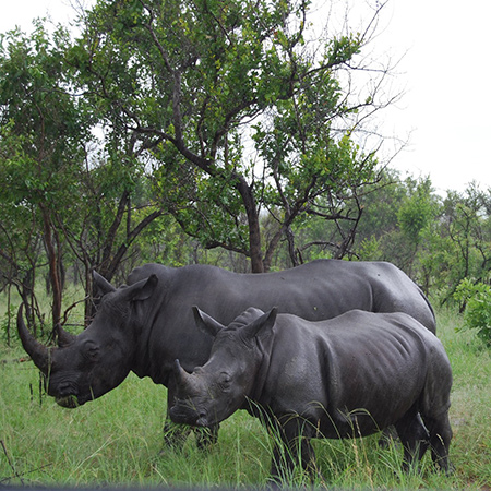 Saint-Gobain Gyproc pledges R1 million to rhino conservation