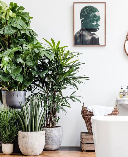 HOME-DZINE | Every home needs a pot plant or two