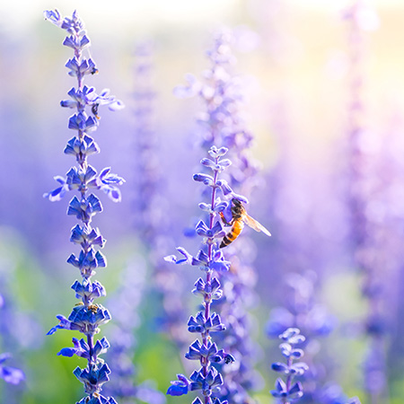 Recent research tells us that natural homes for bees are becoming less in abundance. Which means that planting a bee-friendly garden should become a priority when planning one.  