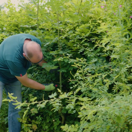 Use a pair of secateurs to trim any unwanted growth