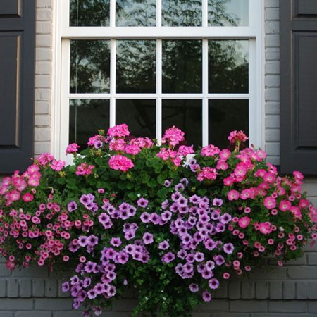 diy colourful window boxes