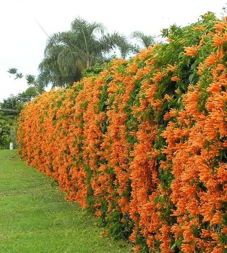 grow creeper to cover ugly fence