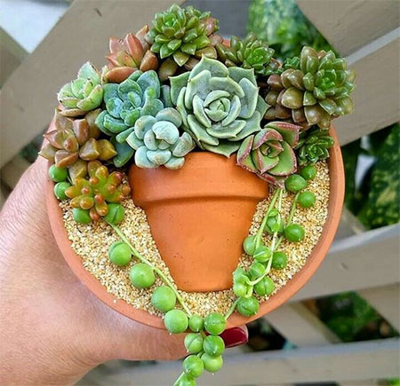 succulent pot in a pot
