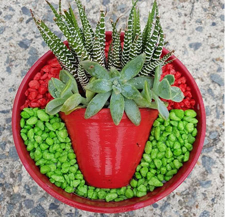 succulent pot in a pot challenge