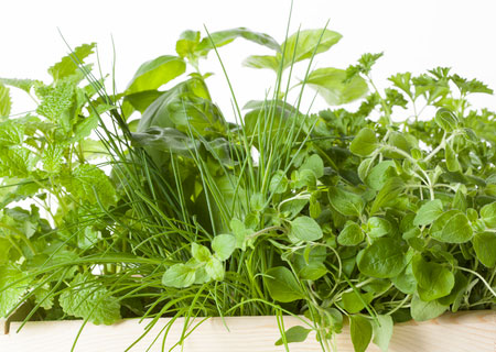 grow your own kitchen herbs