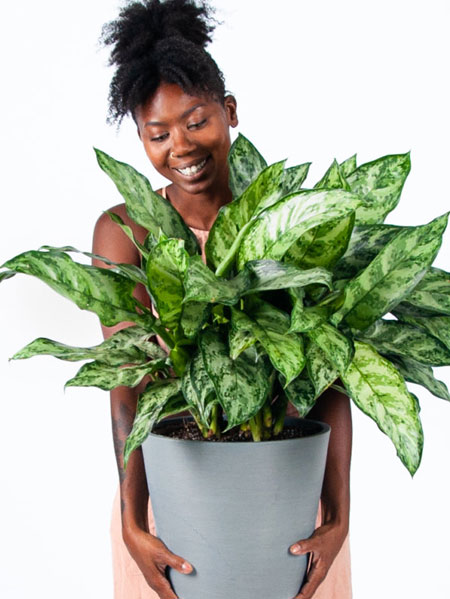 what house plants are easy to grow