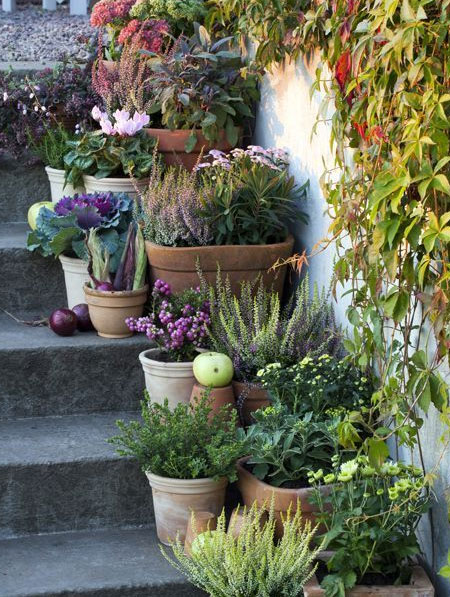 colourful plants on garden steps
