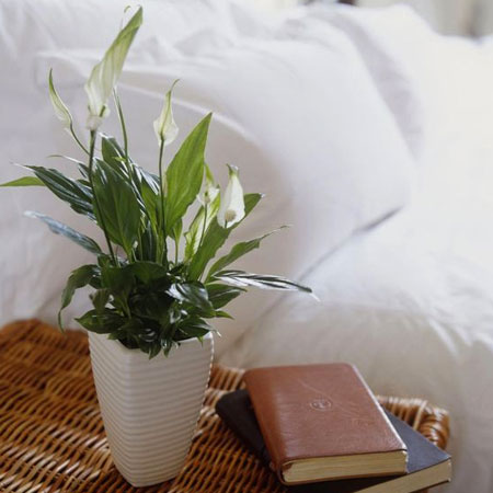 peace lily ideal for bedroom