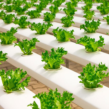 Grolite® is ideal for hydroponics