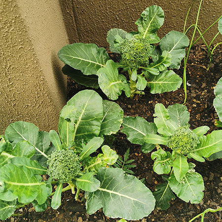 how to grow broccoli at home