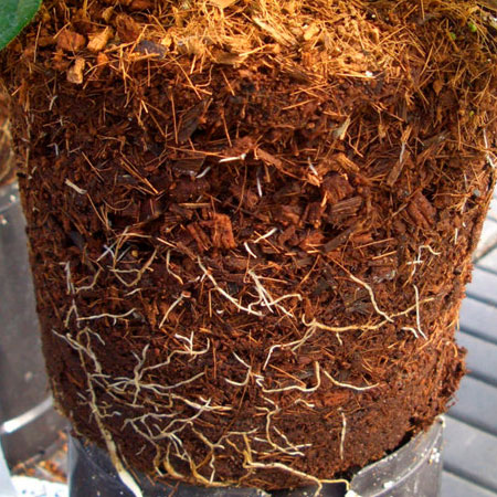 add coco peat or coco coir to soil