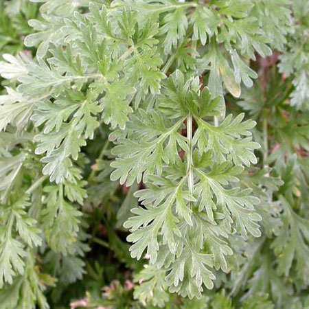 use wormwood to repel flies
