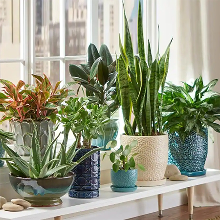 Choose the Right Style and Size of Pot for Plants
