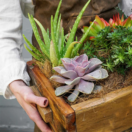 wooden crate with succulents