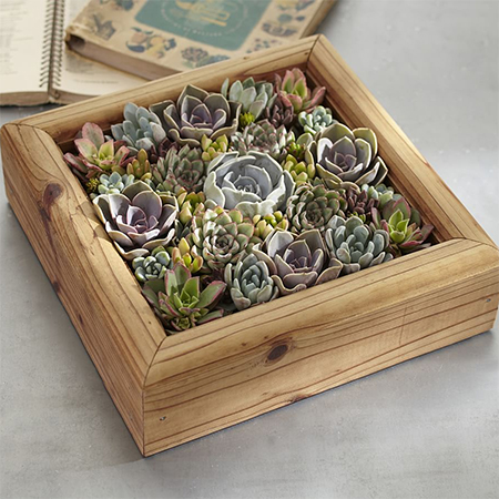 use old skirtings to make succulent box