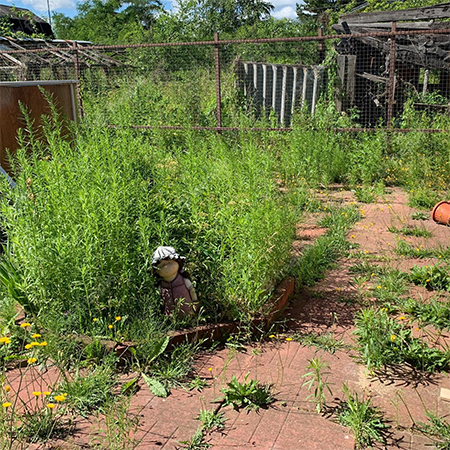 What to Do If a Garden Becomes Overgrown