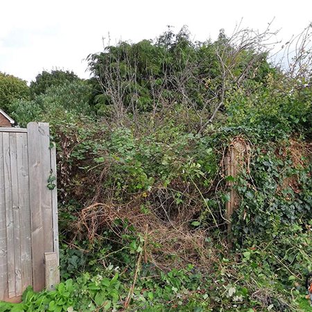 Here are our top tips for taming an overgrown garden