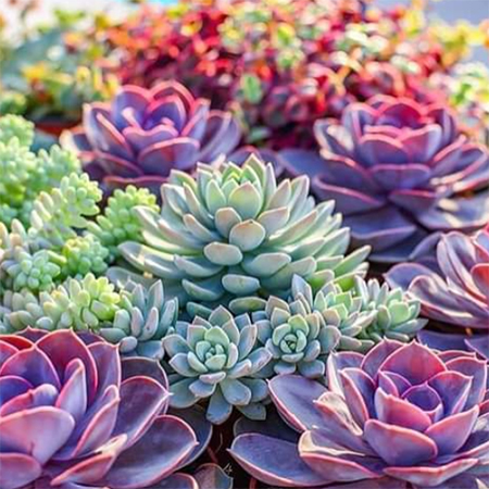 why do succulents change colour in winter