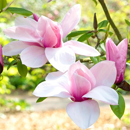 A Guide to Growing & Caring for Magnolias