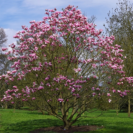 Guide to Growing & Caring for Magnolias