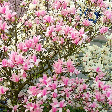 choosing a small tree, such as a small magnolia tree