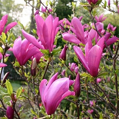 Common Magnolia Tree Problems and Solutions