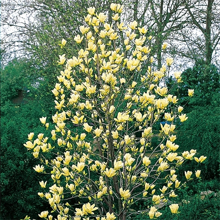 Can I plant a magnolia tree in a small garden?