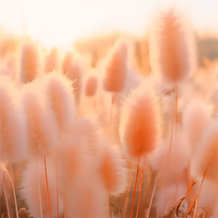 Pantone's selection of Peach Fuzz as the 2024 Colour of the Year