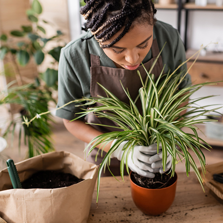 How To Trim Indoor Plant Roots