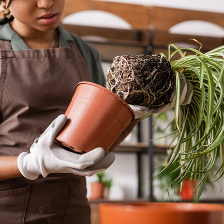 How To Trim Indoor Plant Roots